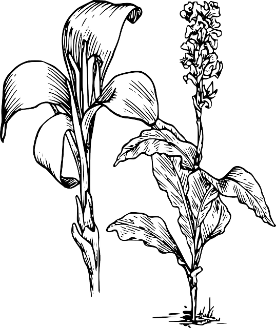 Plansa de colorat cu Liliac 54 50
